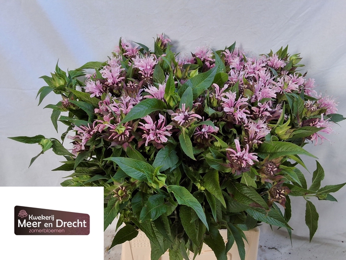 <h4>MONARDA BEAUTY COBHA</h4>