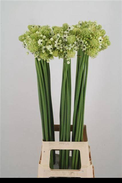 <h4>ORNIT SAUNDERSIAE</h4>