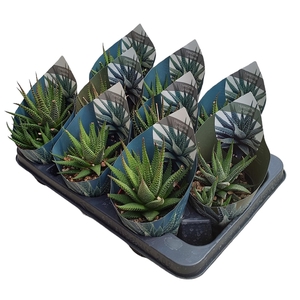 HAWORTHIA UNIVERSE - POT Ø 10,5 WITH POTCOVER (SUCCULENTEN)