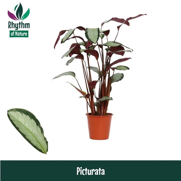<h4>Calathea picturata 'Argentea'</h4>
