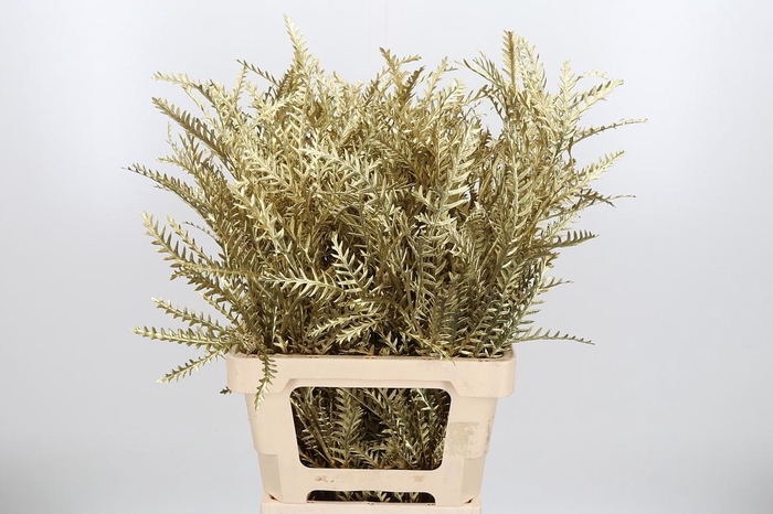 <h4>Grevilea Ivanhoe Kl Bh Goud</h4>