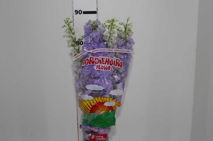 <h4>DELPHINIUM 080 CM</h4>