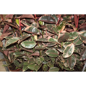 FICUS ELASTICA RUBY P24