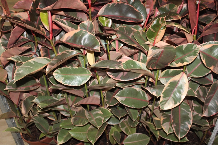 <h4>FICUS ELASTICA RUBY P24</h4>