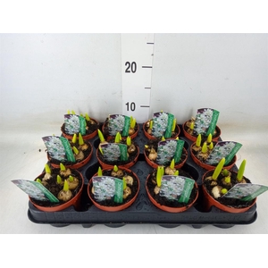 Ornithogalum balansae