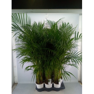 Dypsis lutescens   ...Chrysalidoca