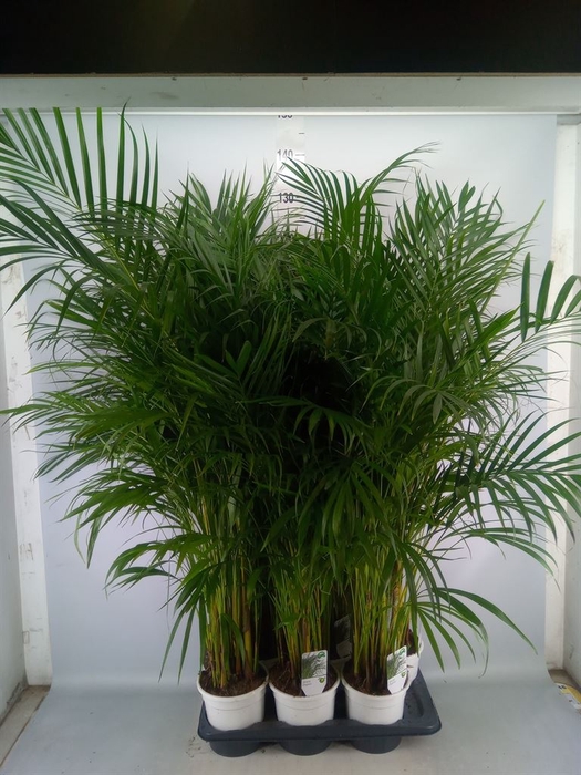 <h4>Dypsis lutescens   ...Chrysalidoca</h4>