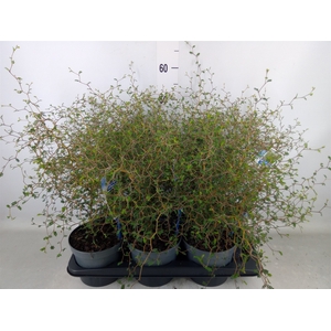 Styphnolobium japon. 'Little Baby'
