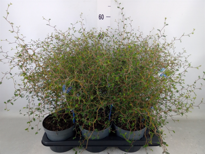 <h4>Styphnolobium japon. 'Little Baby'</h4>
