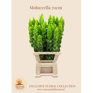 MOLUCCELLA STUK
