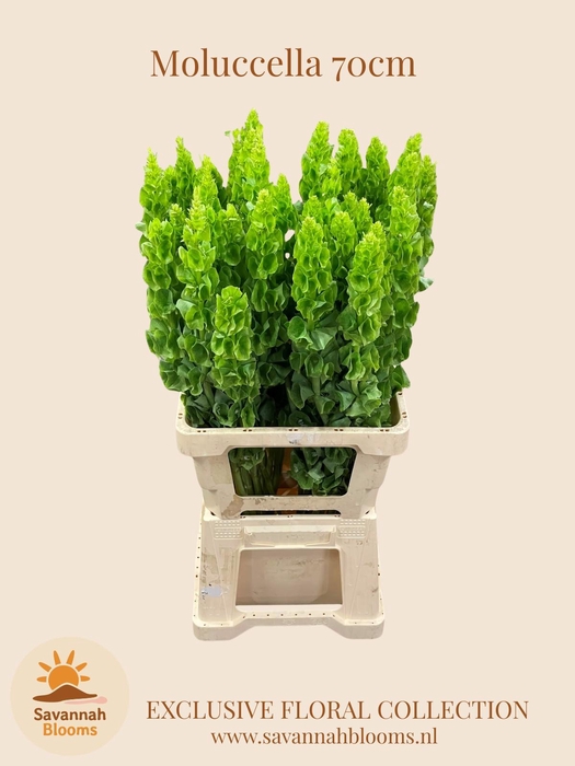 <h4>MOLUCCELLA STUK</h4>