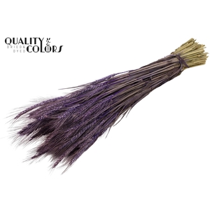 Triticale per bunch Purple