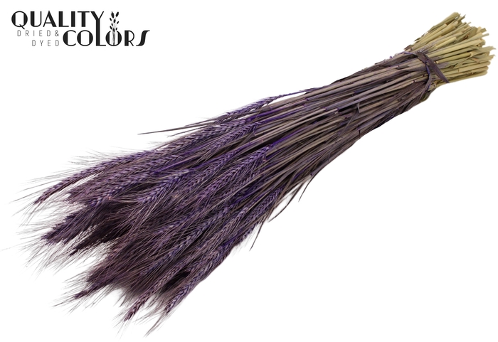 <h4>Triticale per bunch Purple</h4>