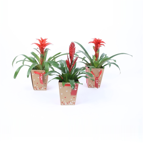 <h4>Bromelia mix in harten tasje (karton)</h4>