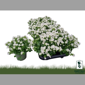 CAMP POR WHI GET MEE