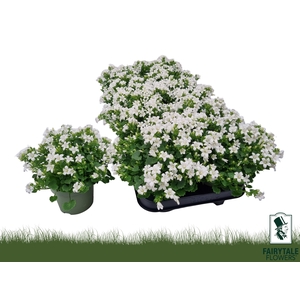 CAMP POR WHI GET MEE