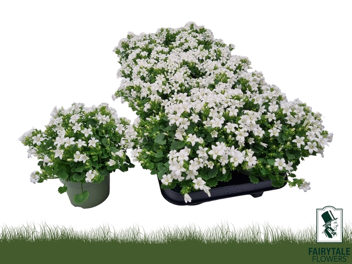 <h4>CAMP POR WHI GET MEE</h4>