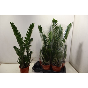 Zamio Zamiifolia
