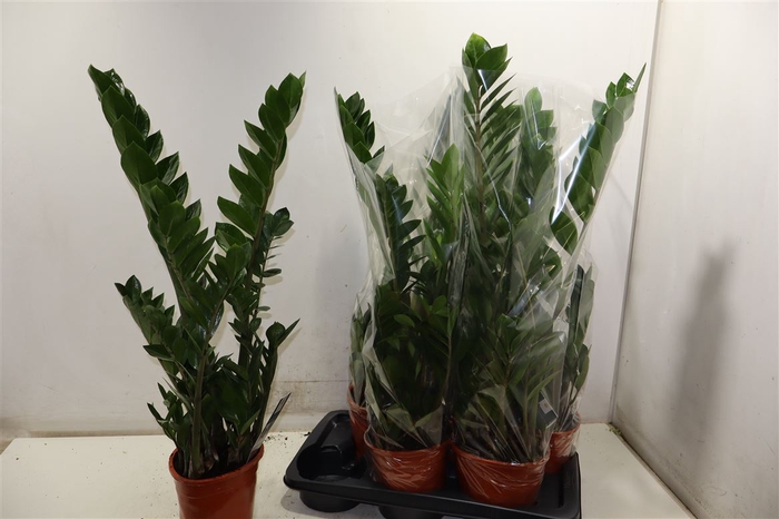 <h4>Zamio Zamiifolia</h4>