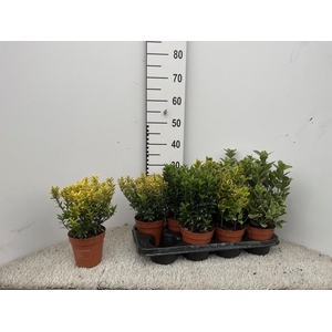 EUONYMUS JAP GEM