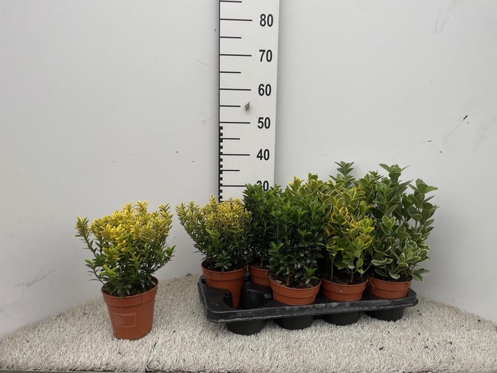 <h4>EUONYMUS JAP GEM</h4>