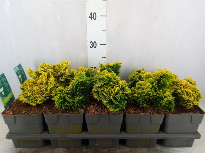 <h4>Chamaecyparis obt. 'Aurora'</h4>