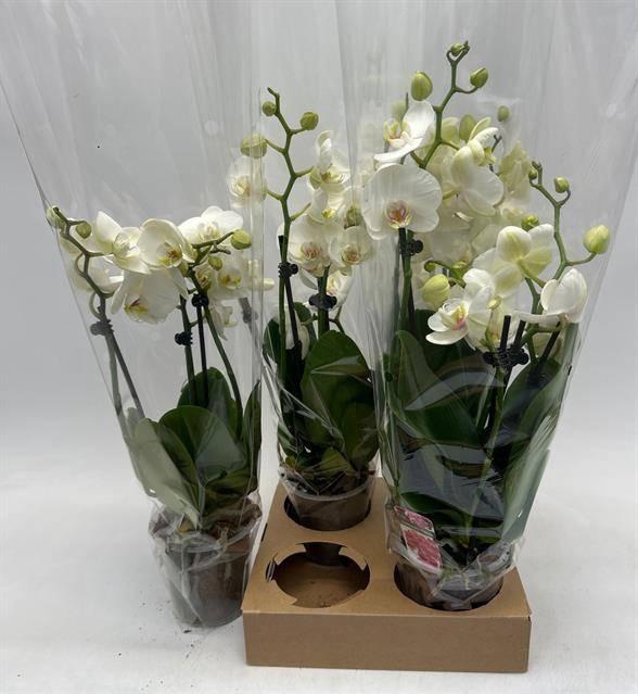 <h4>PHAL OV WIT</h4>