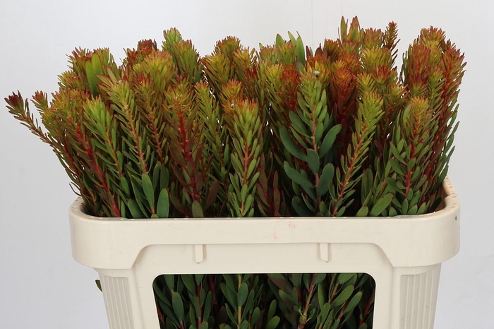 <h4>Leucadendron Safari Sunset</h4>