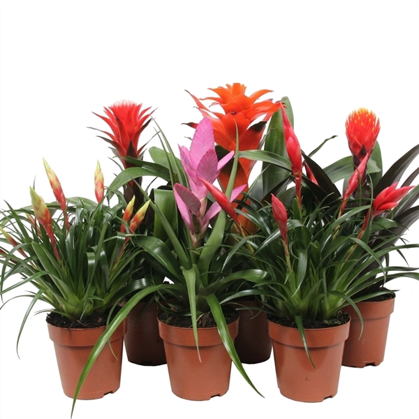 <h4>Bromelia Royal Cupcake - 12cm</h4>