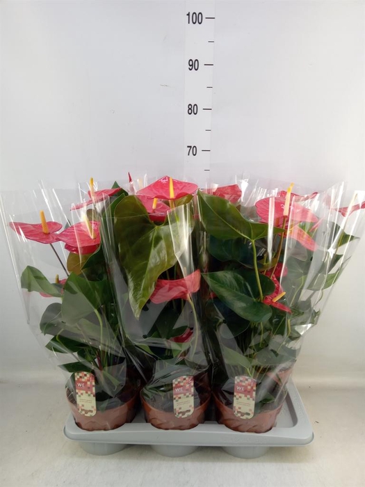 <h4>Anthurium andr. 'Idaho'</h4>