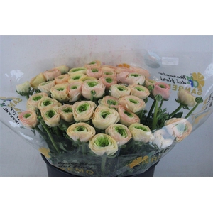 Ran Cloni Sup Touareg Pastel