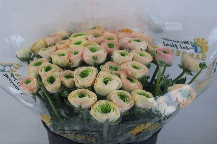 <h4>Ran Cloni Sup Touareg Pastel</h4>