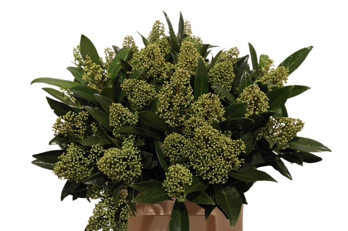 <h4>Skim C Kew Green Bs</h4>