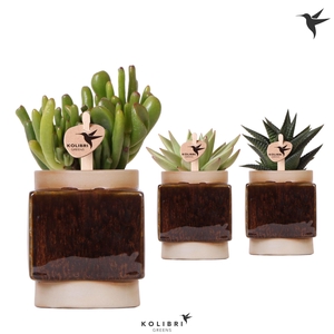 Kolibri Greens Succulenten mix in Classy Cube pot