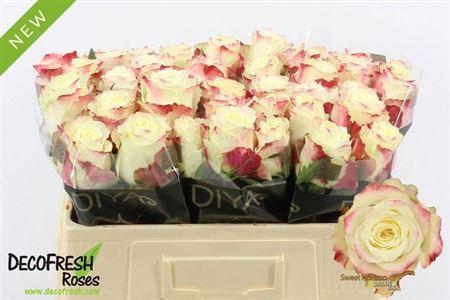 <h4>R Gr Sweet Horizon</h4>