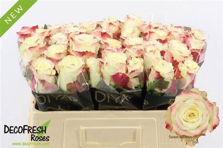 <h4>R Gr Sweet Horizon</h4>