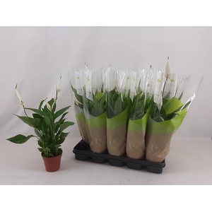 SPATH TORELLI