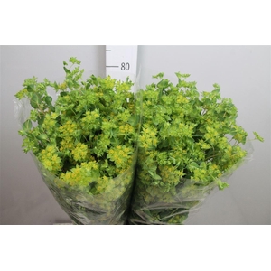 Bupleurum Griffithii