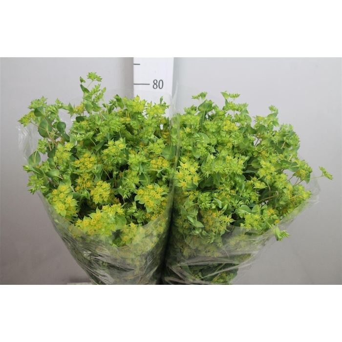 <h4>Bupleurum Griffithii</h4>
