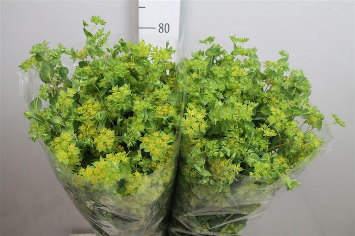 Bupleurum Griffithii