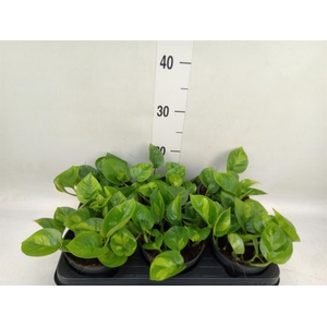 Epipremnum pinn. 'Global Green'