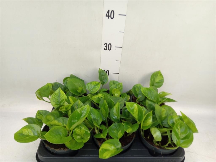 <h4>Epipremnum pinn. 'Global Green'</h4>