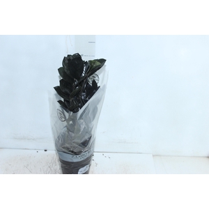 ZAMIOCULCAS BLACK DOWON P15