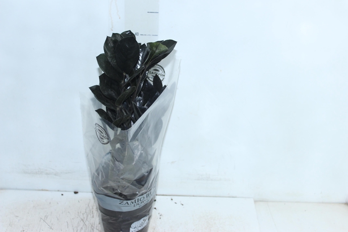 <h4>ZAMIOCULCAS BLACK DOWON P15</h4>