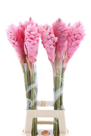 <h4>Alpinia purpurata</h4>