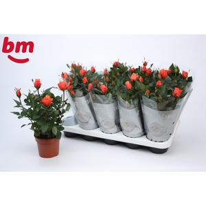 Rosa Orange Beau Monde