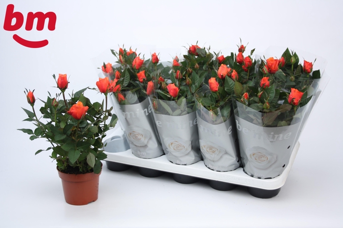 <h4>Rosa Orange Beau Monde</h4>