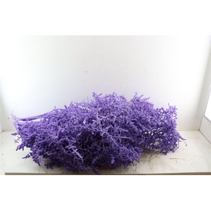 Sprengerie Wild Snow Milka P Stem