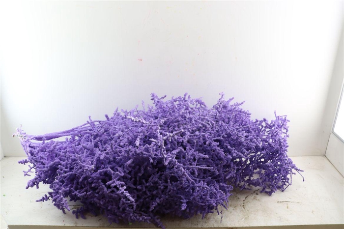 <h4>Asp Painted</h4>