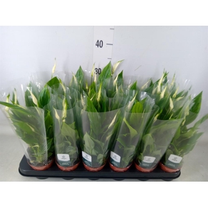 Spathiphyllum  'Chopin'